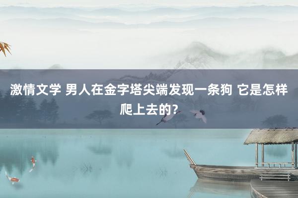 激情文学 男人在金字塔尖端发现一条狗 它是怎样爬上去的？